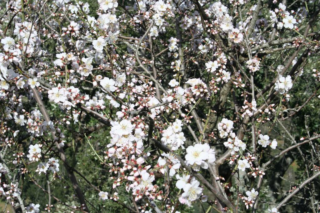 Quinta De La Barandica Guest House Miranda do Douro Ngoại thất bức ảnh